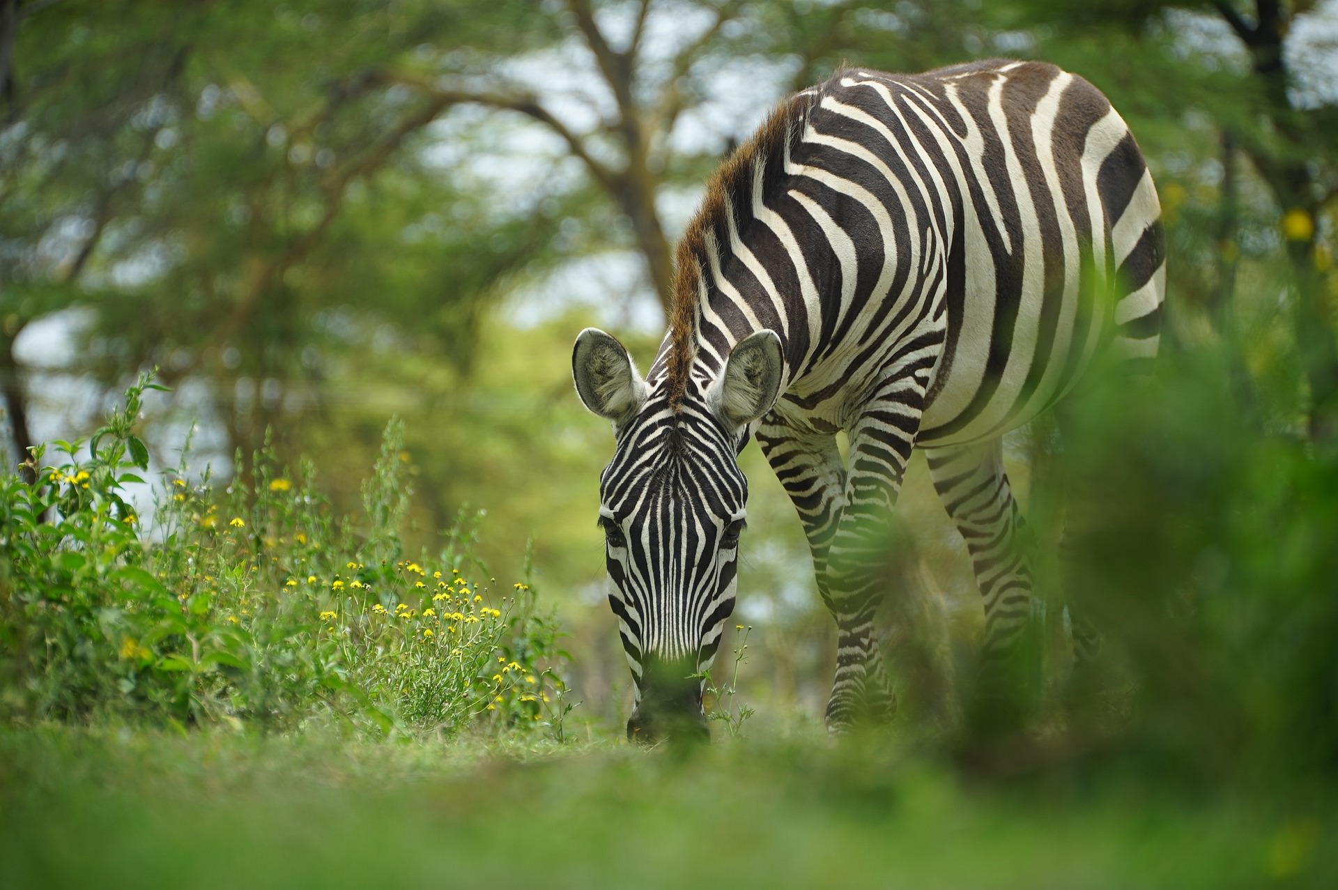 Kenya's Amboseli, Meru & Mara